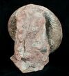 / Pseudogrammoceras Ammonite - France #4500-3